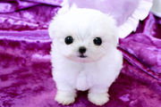 Maltese puppies available for re-homing